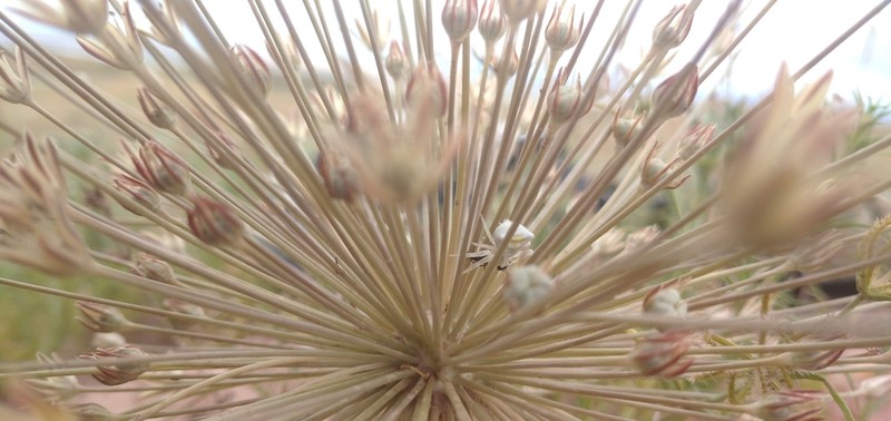Allium protensum photo 2