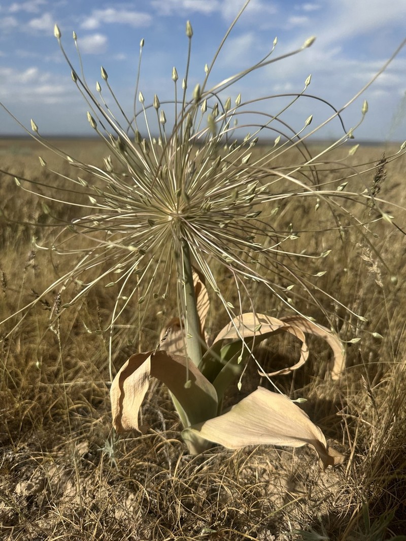 Allium protensum photo 3