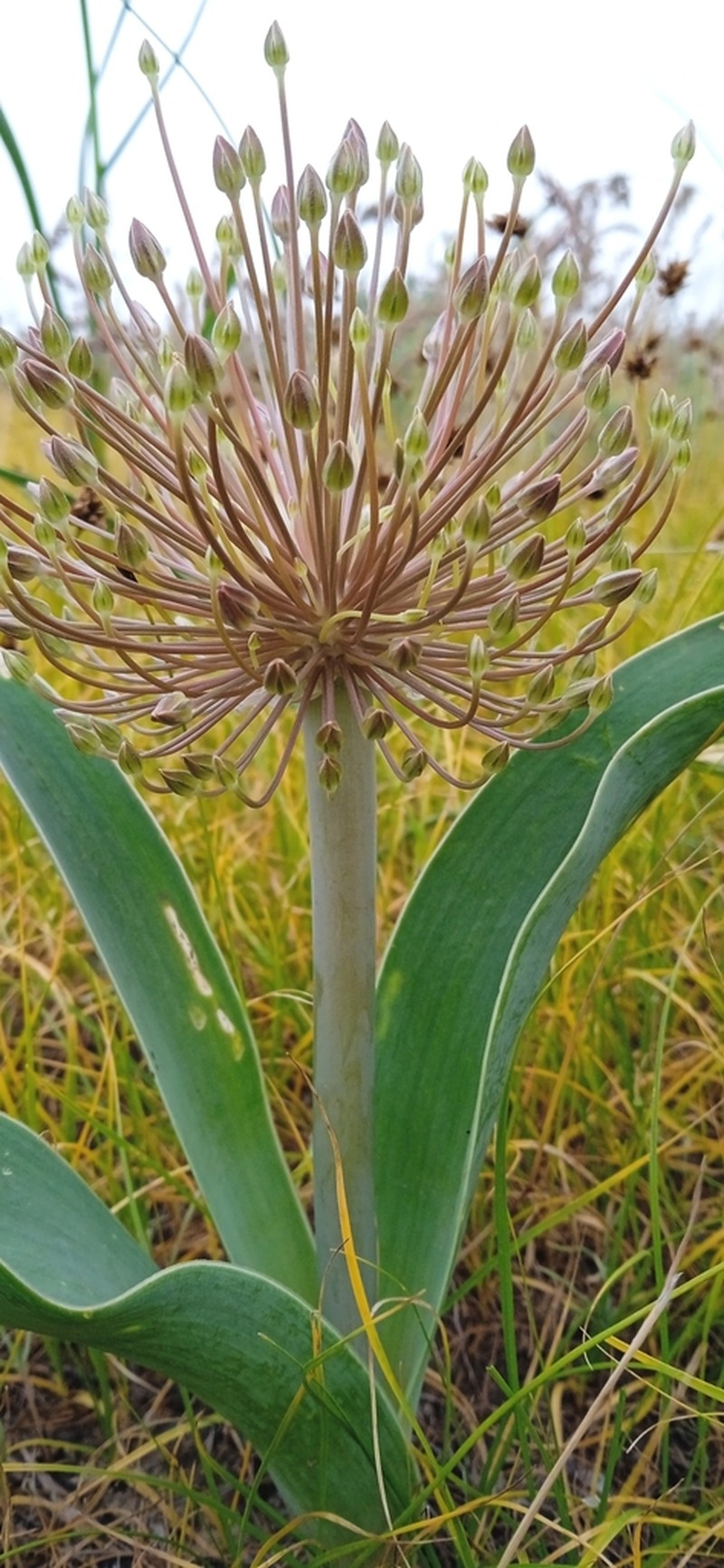 Allium protensum photo 4