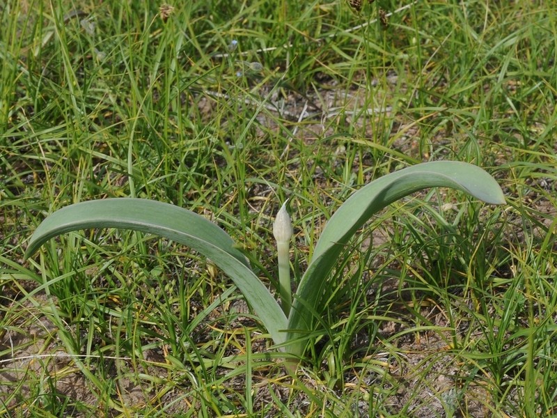 Allium protensum photo 5