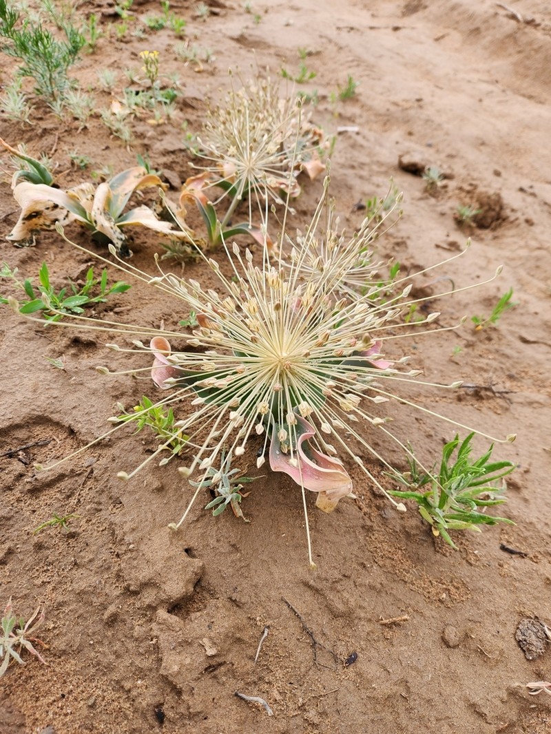 Allium protensum photo 7