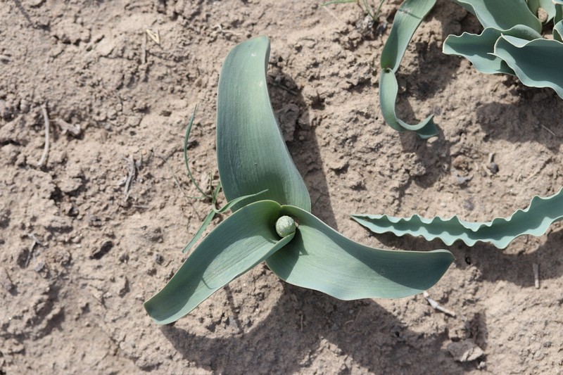 Allium protensum photo 8