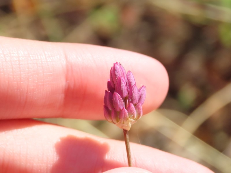 Allium pruinatum photo 2
