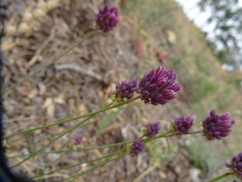 Allium pruinatum photo 3
