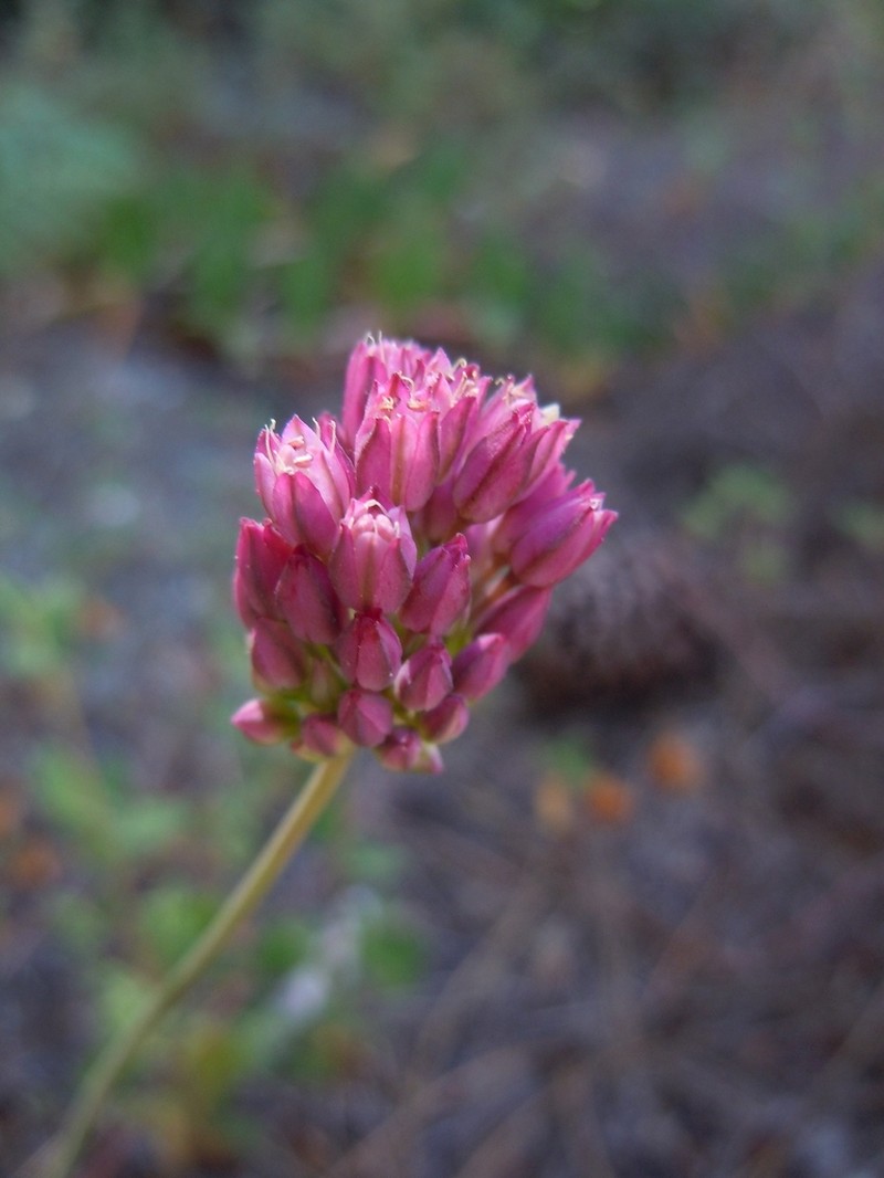 Allium pruinatum photo 4