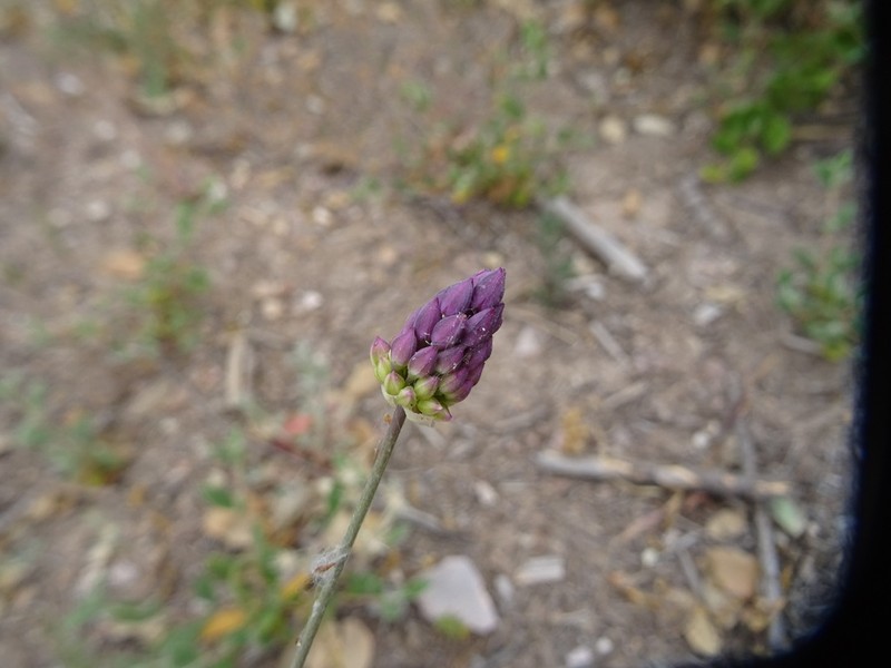 Allium pruinatum photo 5