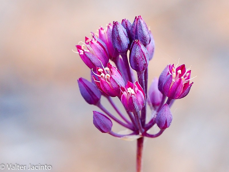 Allium pruinatum photo 6