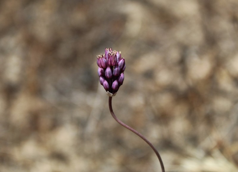 Allium pruinatum photo 7