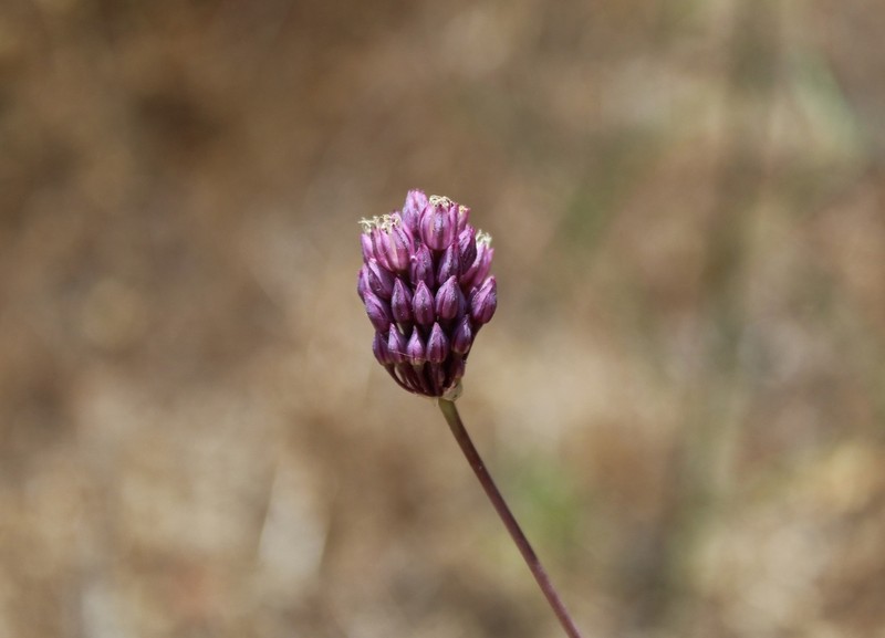 Allium pruinatum photo 8
