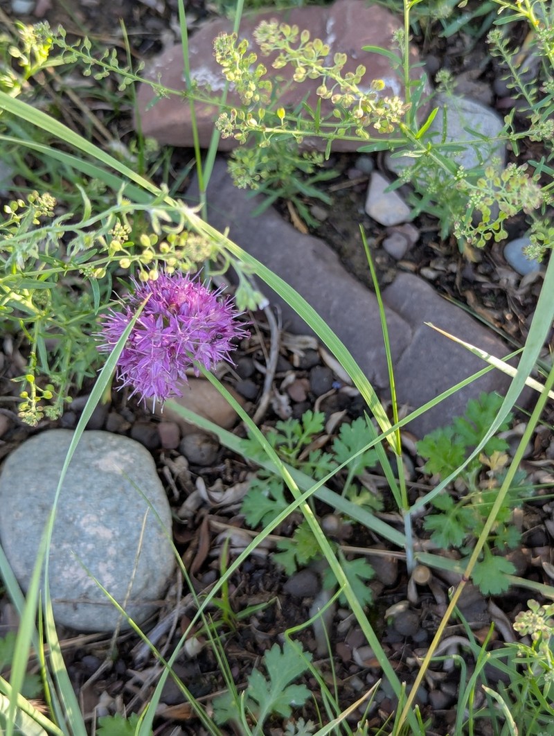 Allium przewalskianum photo 2