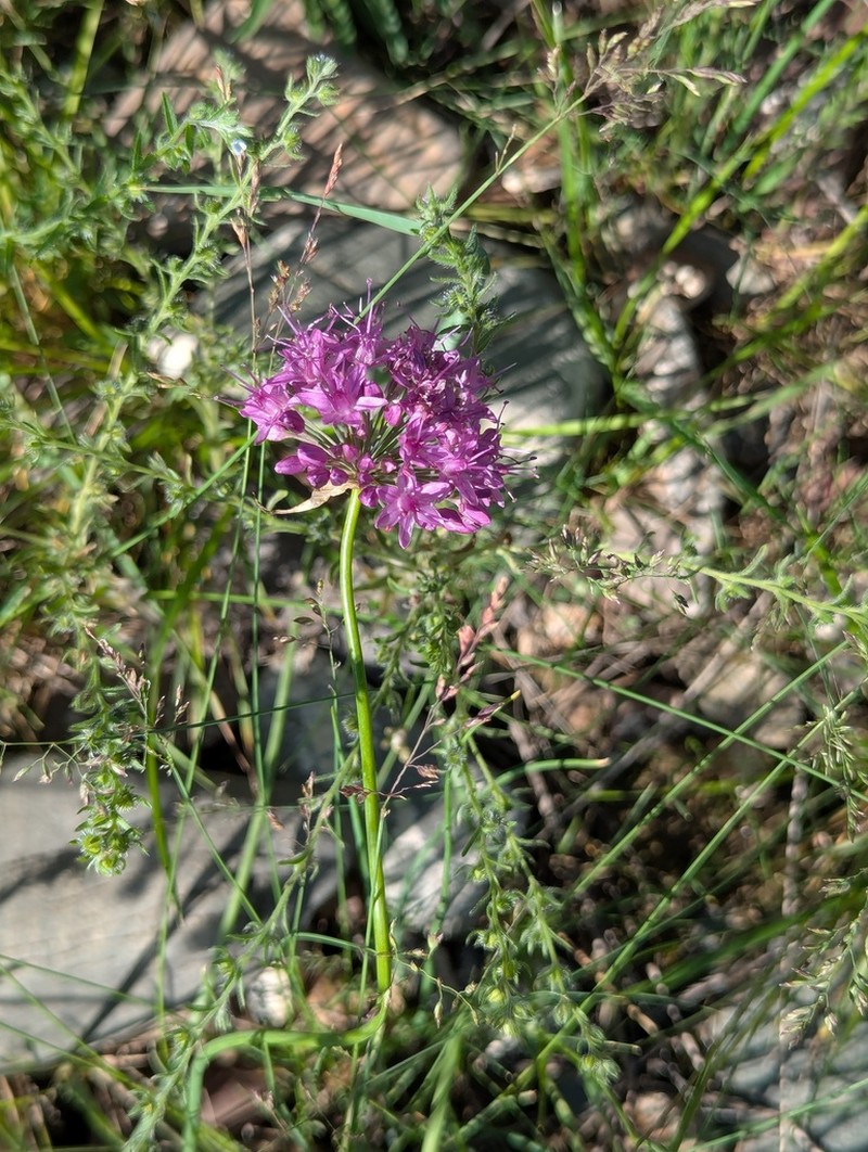 Allium przewalskianum photo 3