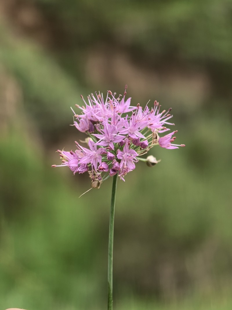 Allium przewalskianum photo 4