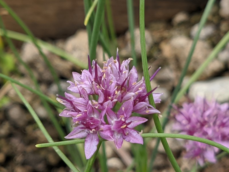 Allium przewalskianum photo 5