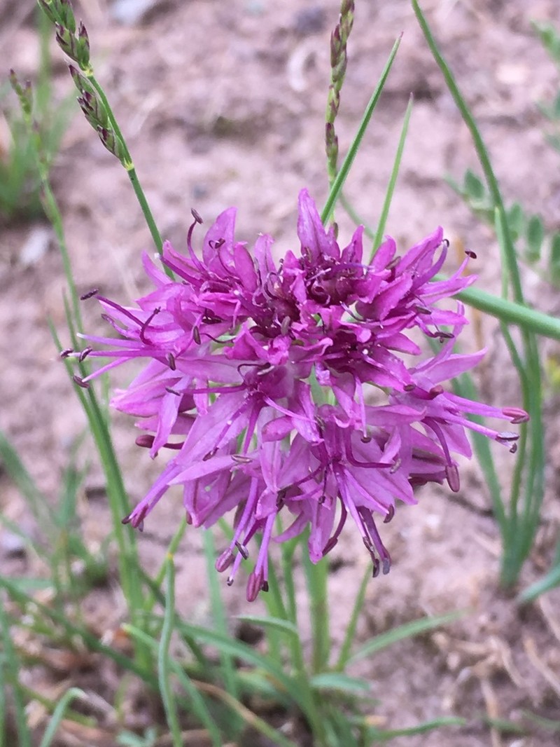 Allium przewalskianum photo 6