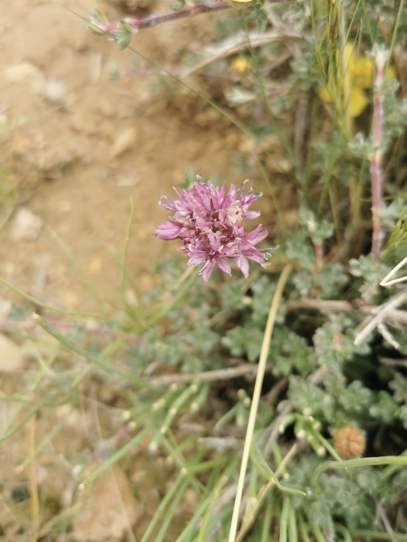 Allium przewalskianum photo 7
