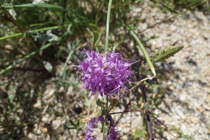 Allium przewalskianum photo 8