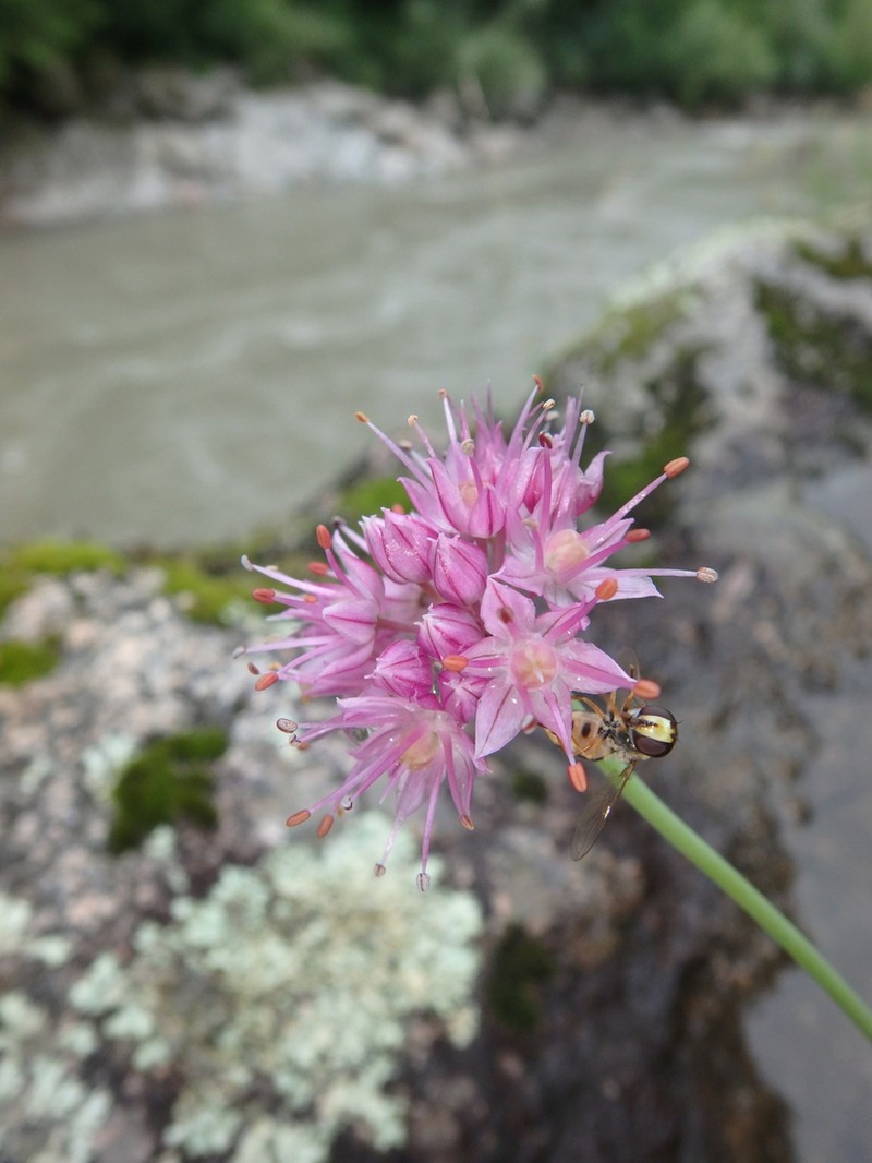 Allium psebaicum