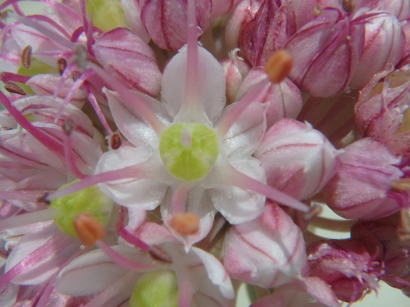 Allium psebaicum photo 2