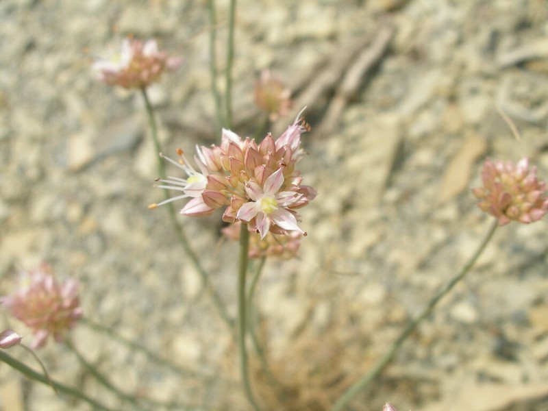 Allium psebaicum photo 3