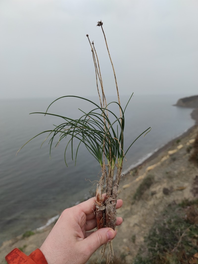 Allium psebaicum photo 4