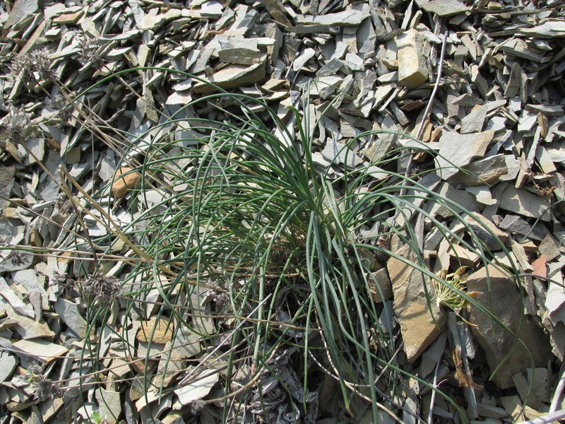Allium psebaicum photo 6