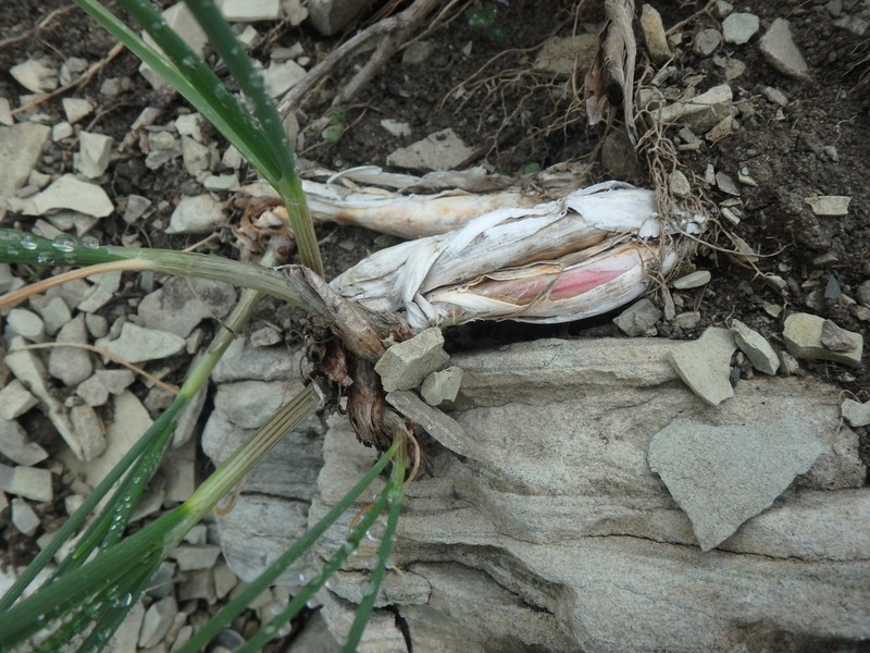 Allium psebaicum photo 7