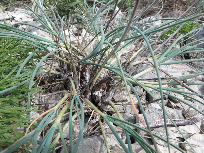 Allium psebaicum photo 8