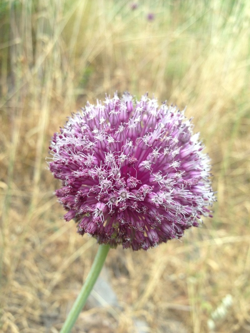 Allium pseudoampeloprasum