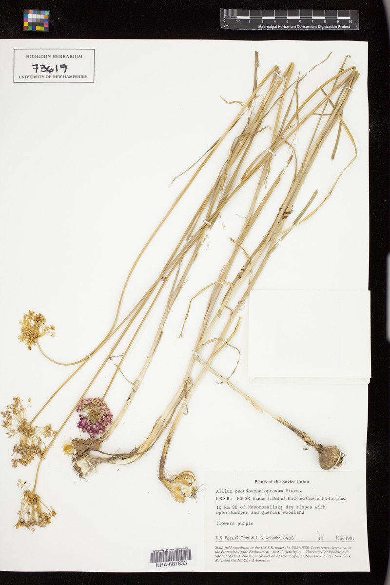 Allium pseudoampeloprasum photo 3