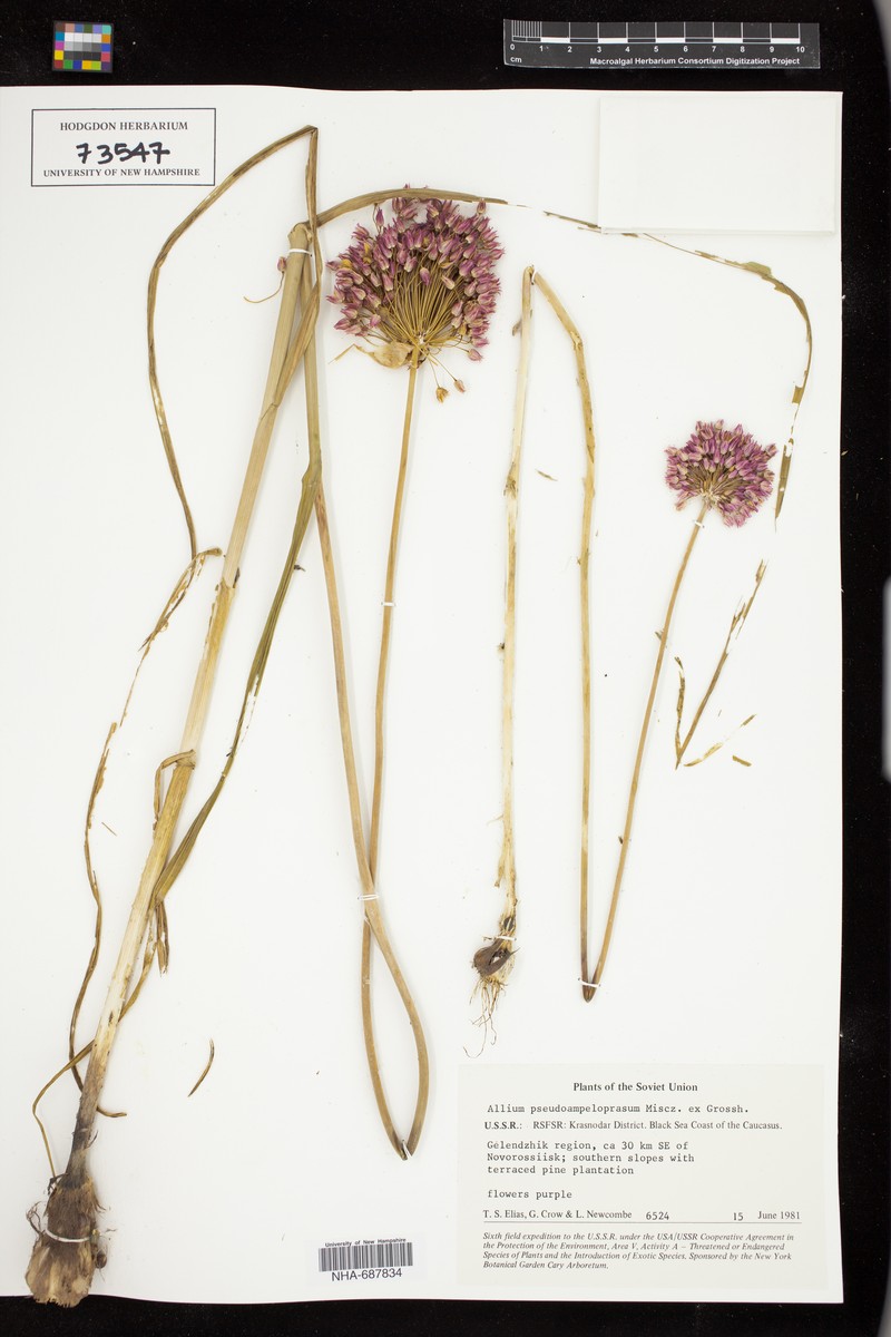 Allium pseudoampeloprasum photo 4