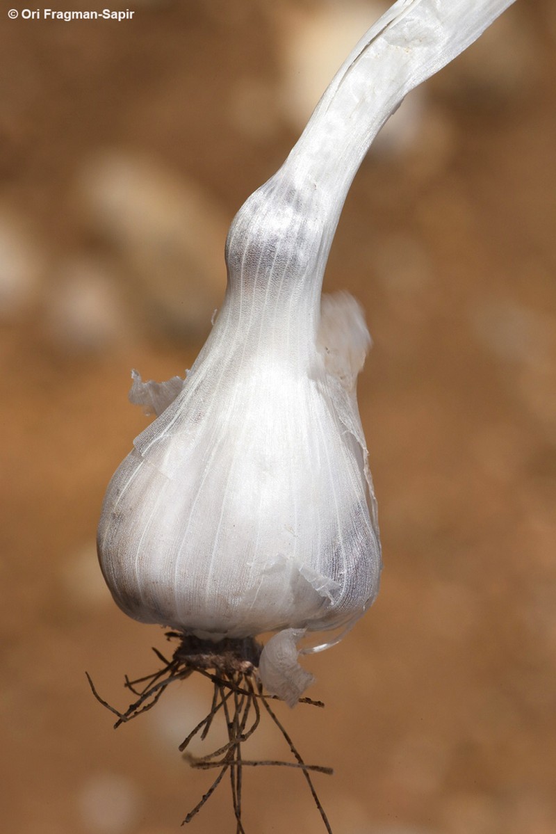 Allium pseudocalyptratum