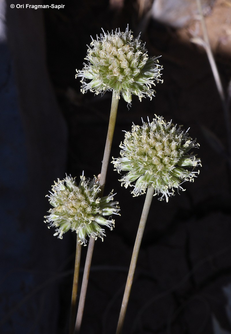 Allium pseudocalyptratum photo 2