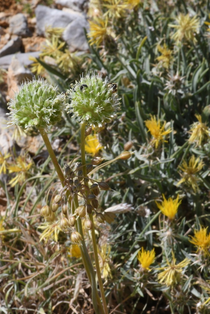 Allium pseudocalyptratum photo 3