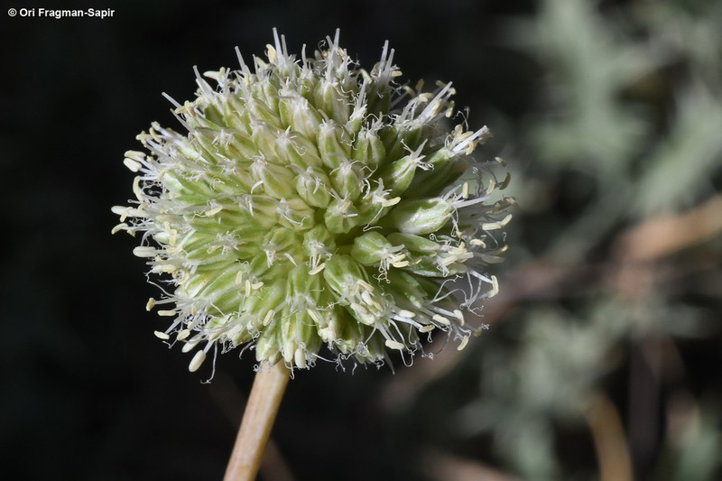 Allium pseudocalyptratum photo 5