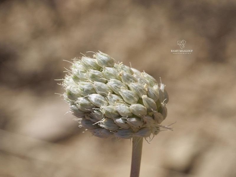Allium pseudocalyptratum photo 6