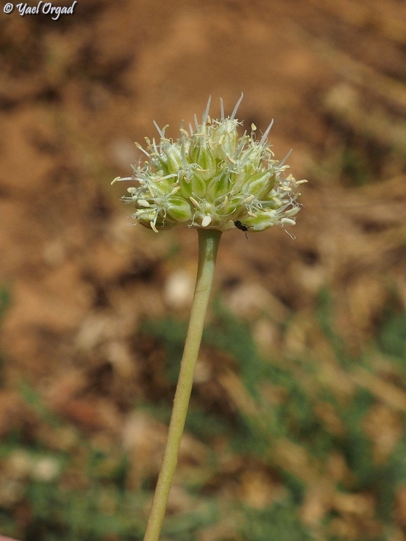 Allium pseudocalyptratum photo 7