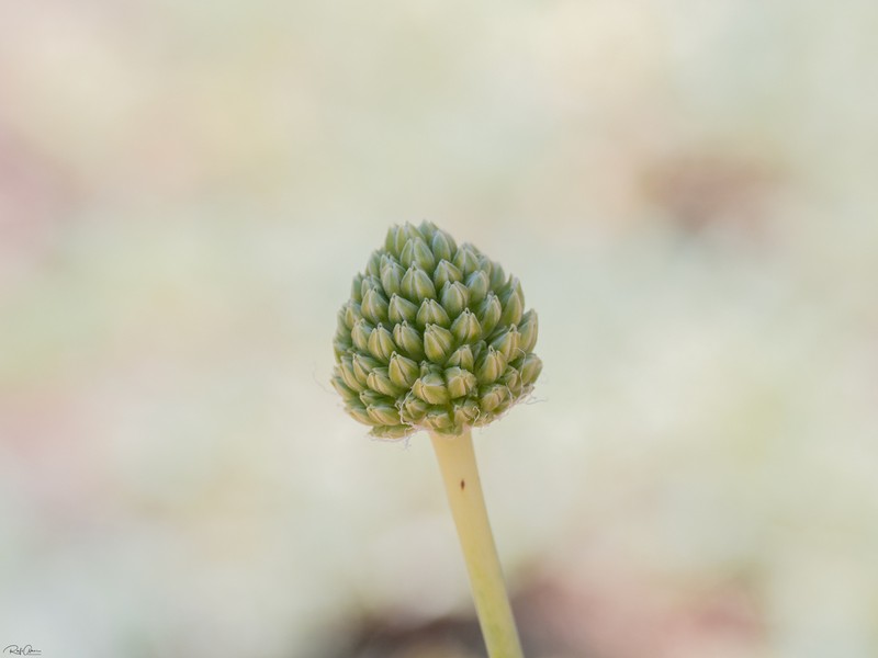 Allium pseudocalyptratum photo 8