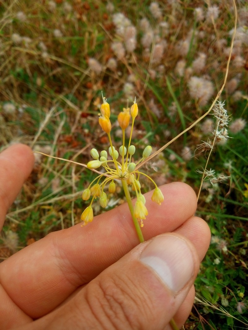Allium pseudoflavum