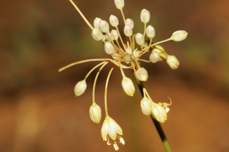Allium pseudoflavum photo 2
