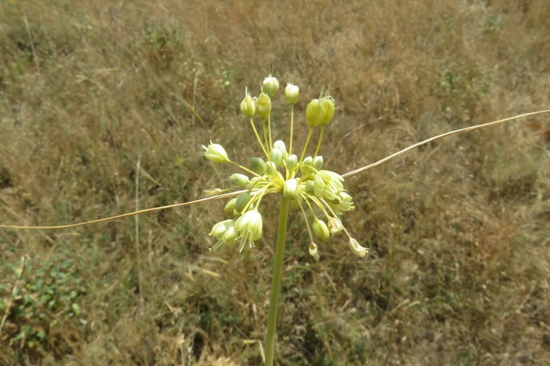 Allium pseudoflavum photo 3