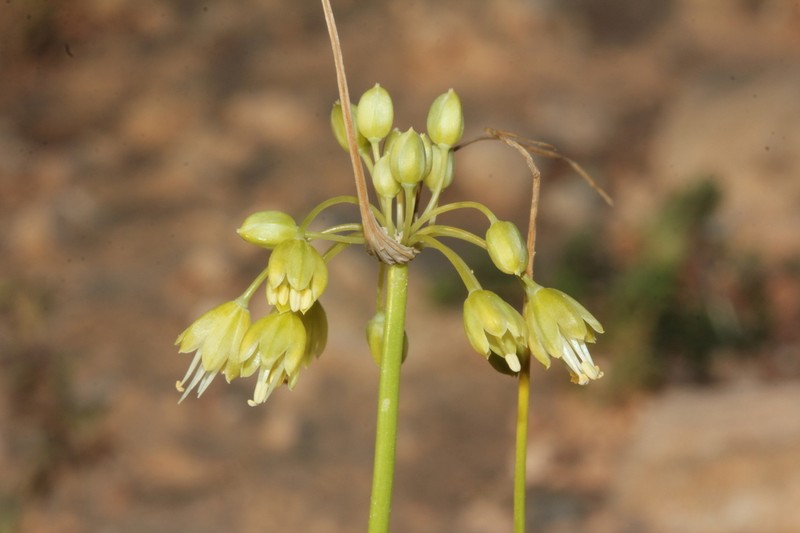 Allium pseudoflavum photo 4