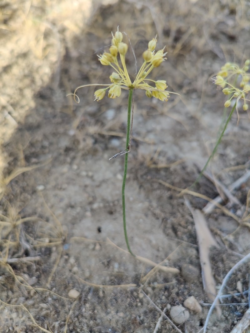Allium pseudoflavum photo 5
