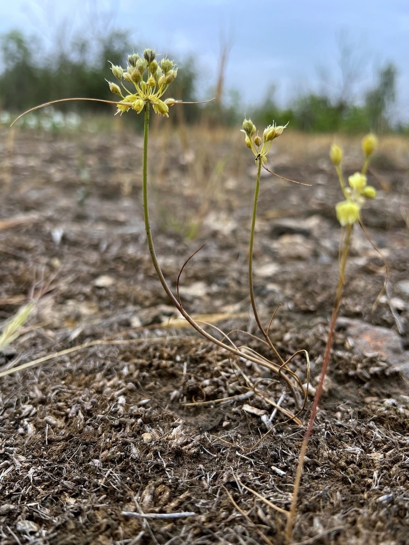 Allium pseudoflavum photo 6