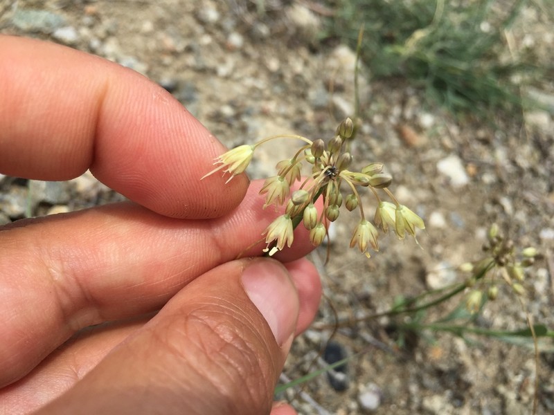 Allium pseudoflavum photo 7