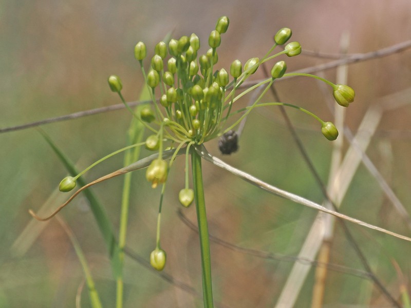 Allium pseudoflavum photo 8