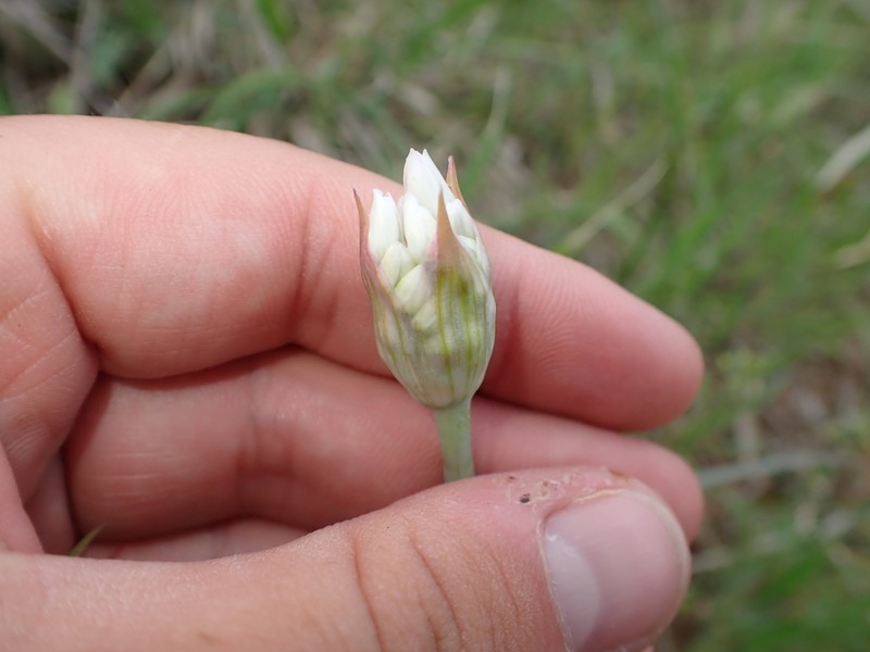 Allium pseudofraseri photo 2