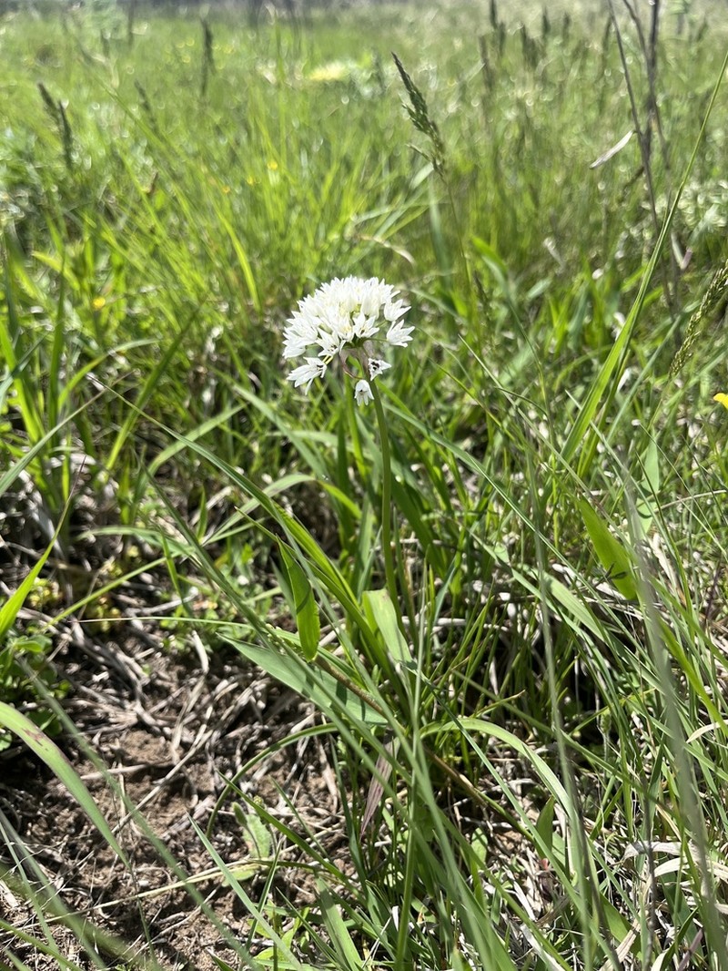 Allium pseudofraseri photo 3