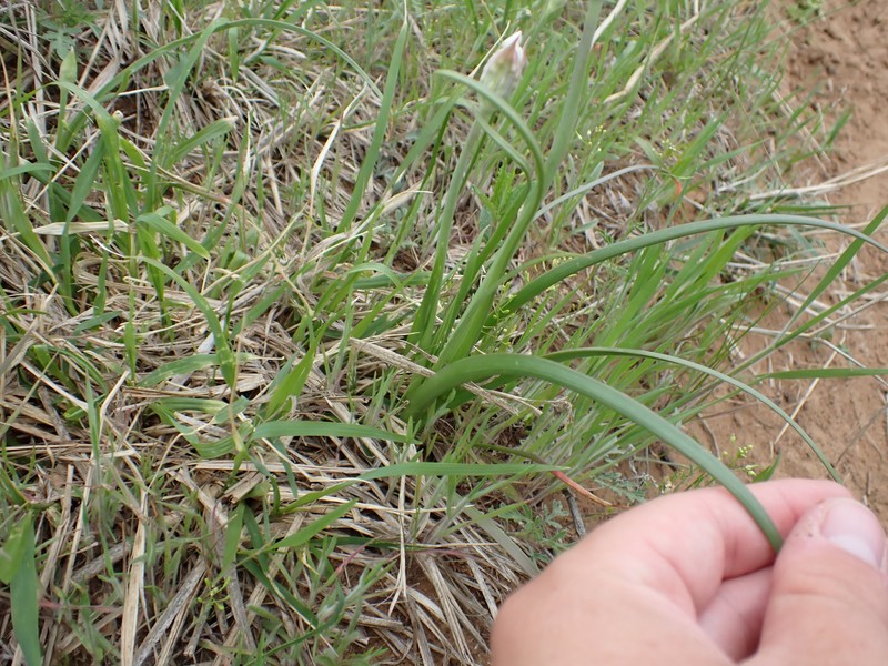 Allium pseudofraseri photo 4