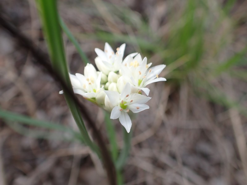 Allium pseudofraseri photo 5