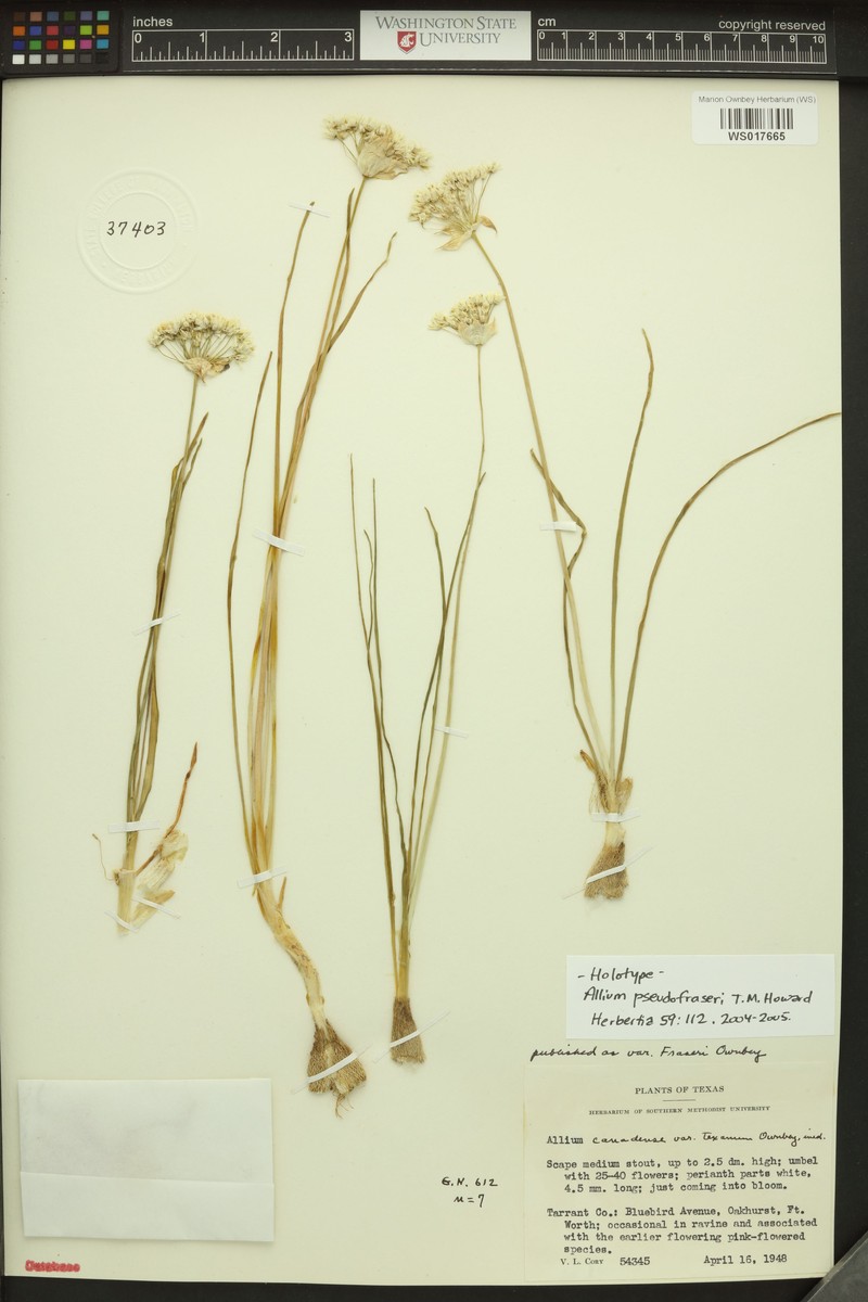 Allium pseudofraseri photo 6